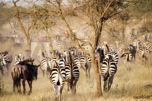 Picture of Zebras and wildebeest during the big migration Serengeti National Park Tanzania